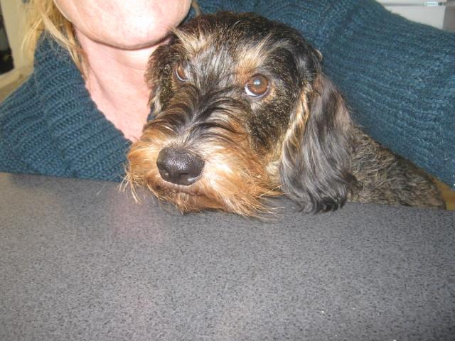 Gravhund Silke billede 3