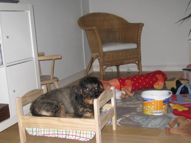 Gravhund Silke - <3 billede 4