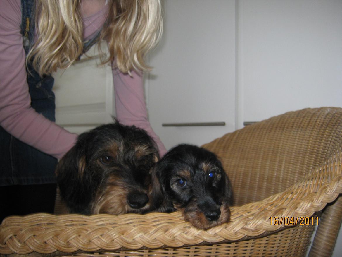 Gravhund Silke - Silke og hendes ene hvalp Bella<3 billede 5