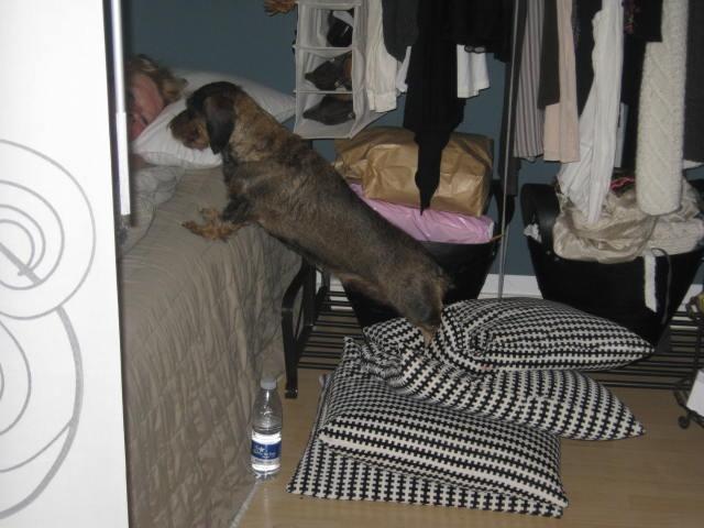 Gravhund Silke - Silke<3<3 billede 6