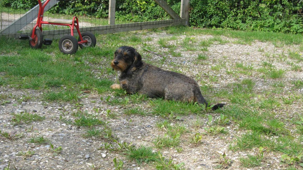 Gravhund Silke billede 7