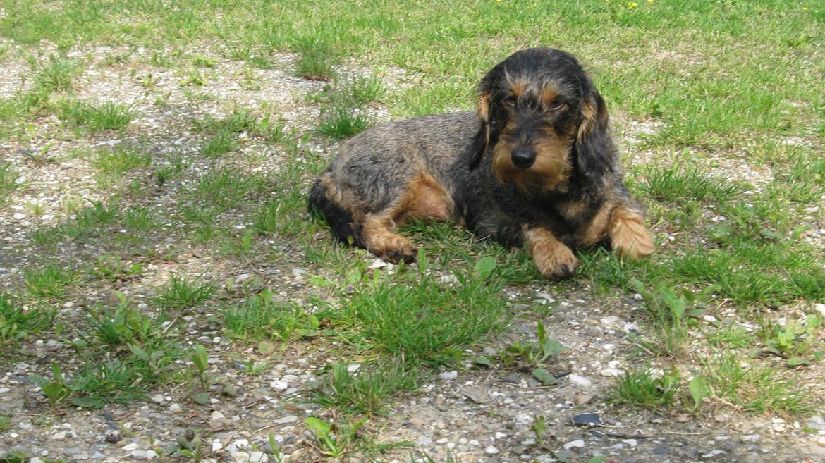 Gravhund Silke billede 8