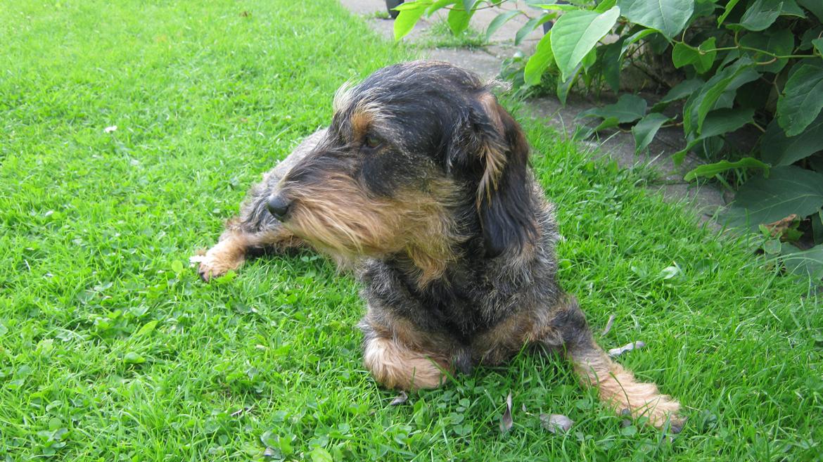 Gravhund Silke billede 9