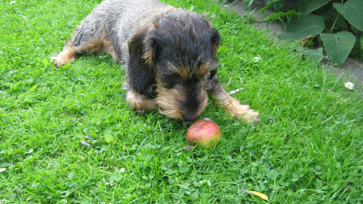 Gravhund Silke billede 10