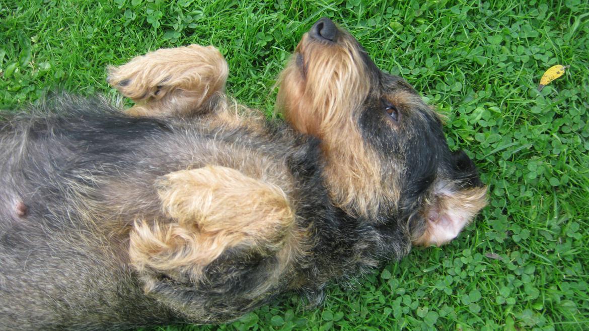 Gravhund Silke - Silke soler sig<3! billede 11