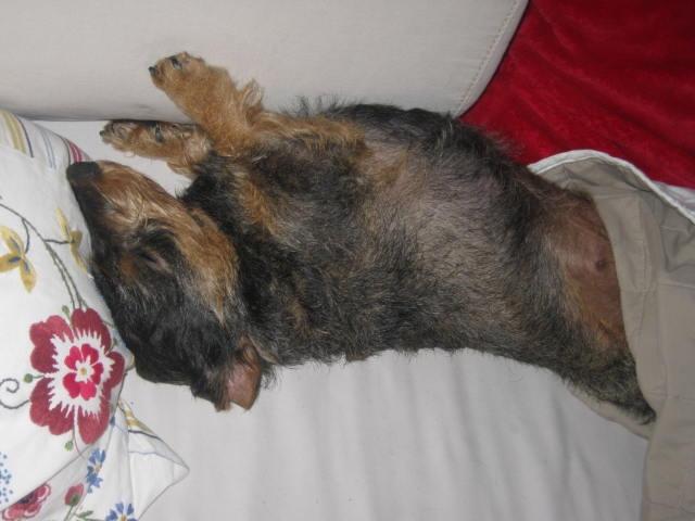 Gravhund Silke billede 12