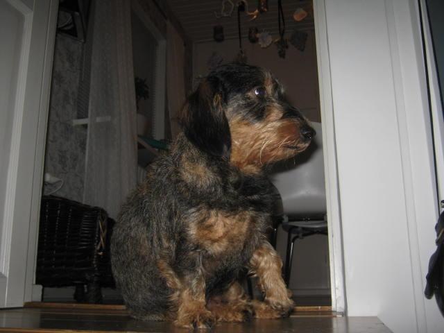 Gravhund Silke billede 13