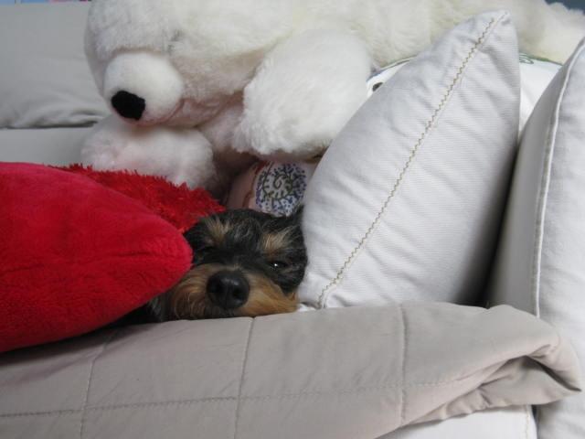 Gravhund Silke billede 14