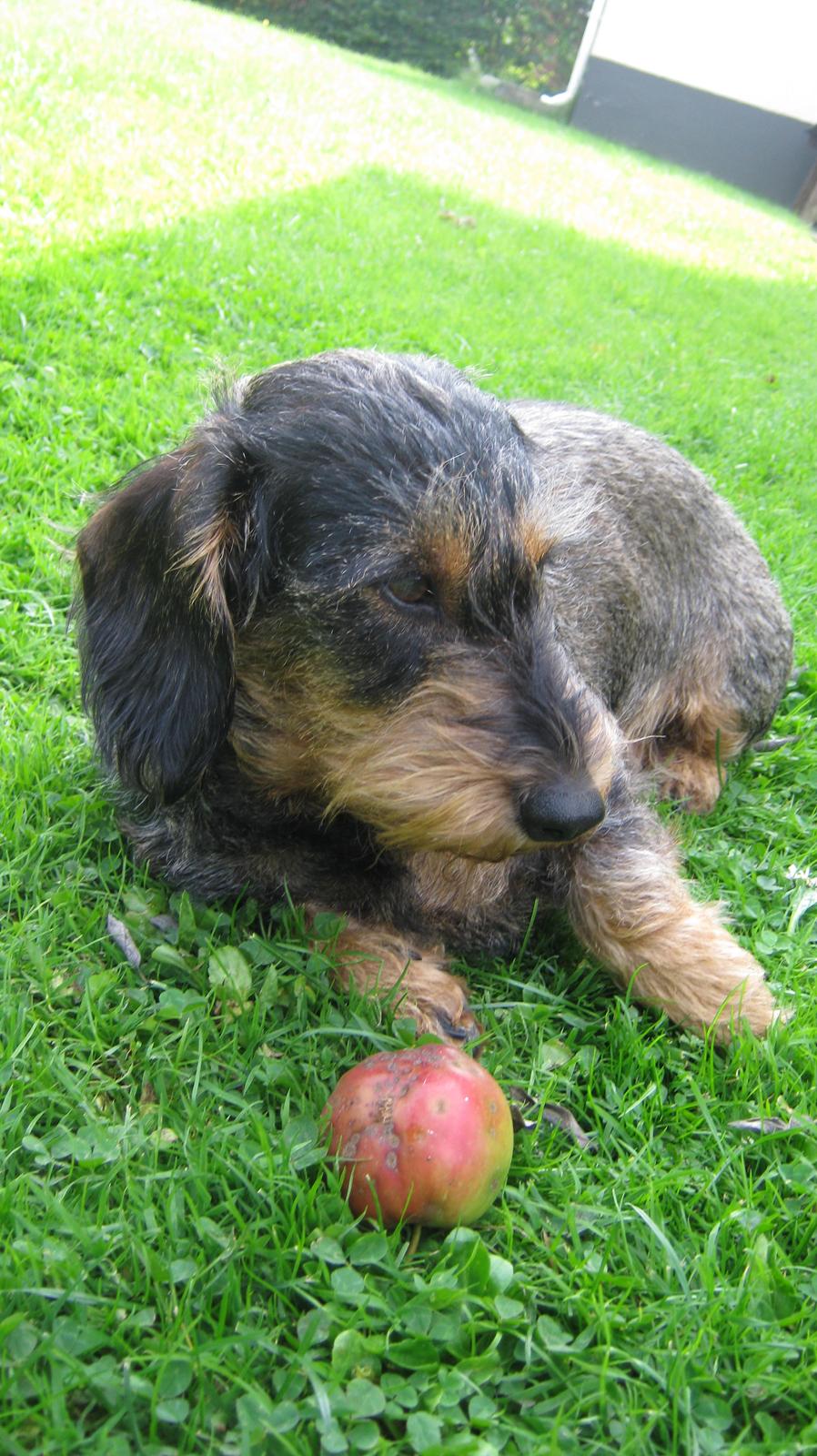 Gravhund Silke - Hvor hyggeligt<3 billede 15