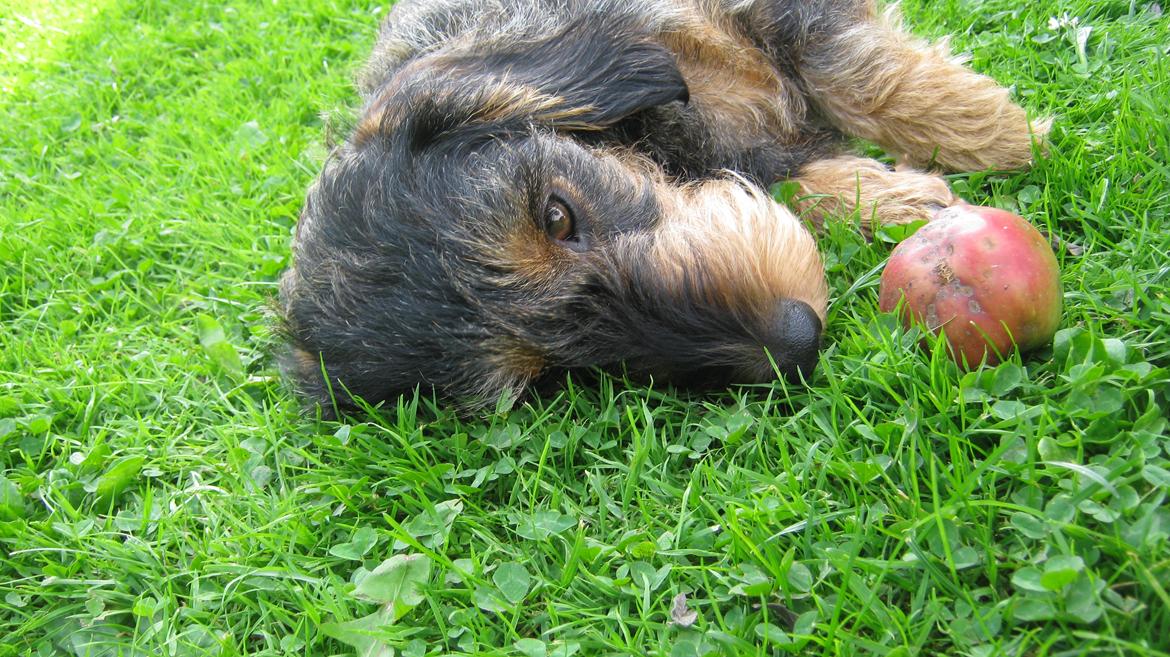 Gravhund Silke billede 16