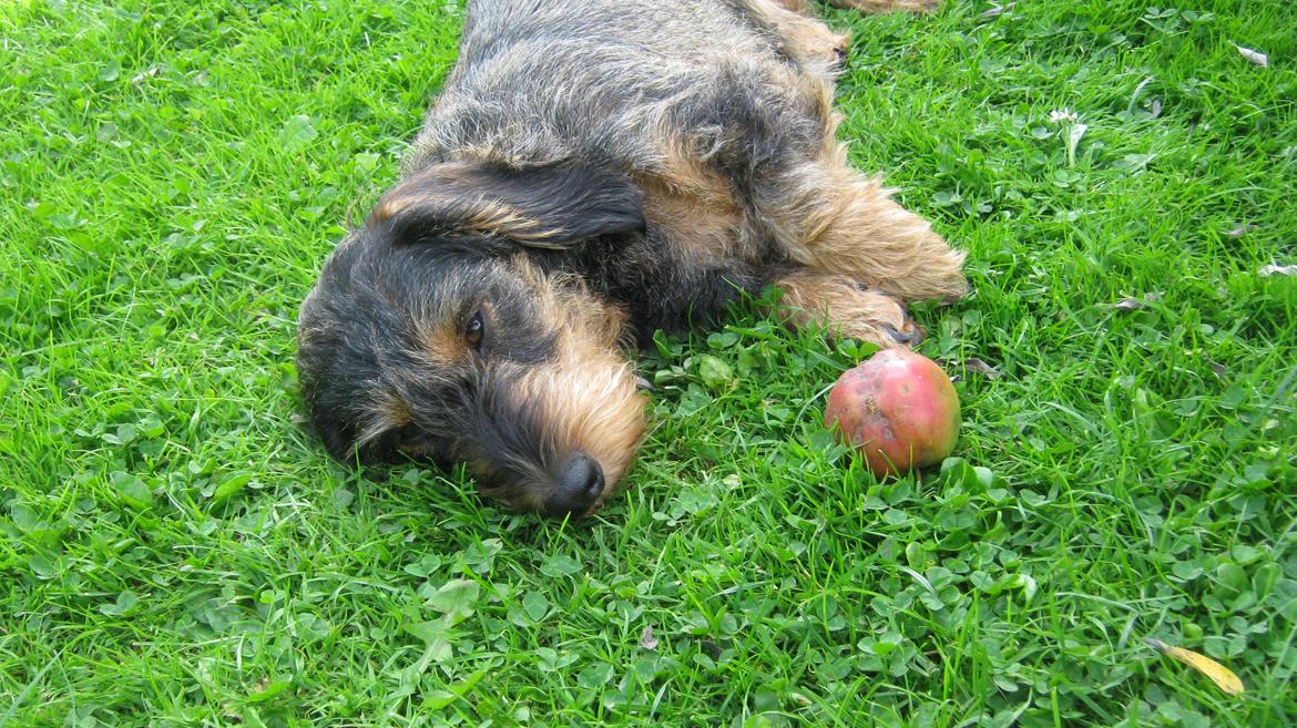 Gravhund Silke - <3 billede 17