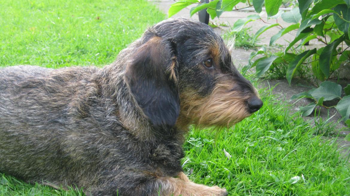 Gravhund Silke billede 18