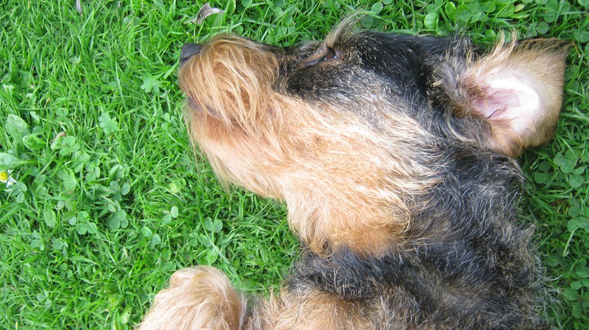 Gravhund Silke - Så slapper vi af<3 billede 19