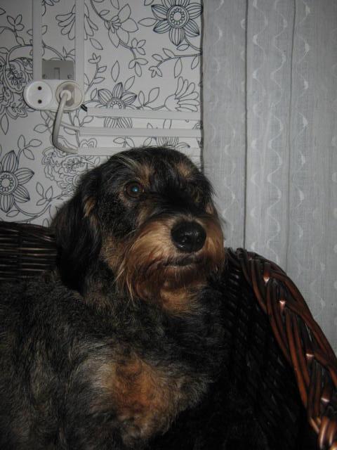 Gravhund Silke - Jeg elsker dig<3<3! billede 20