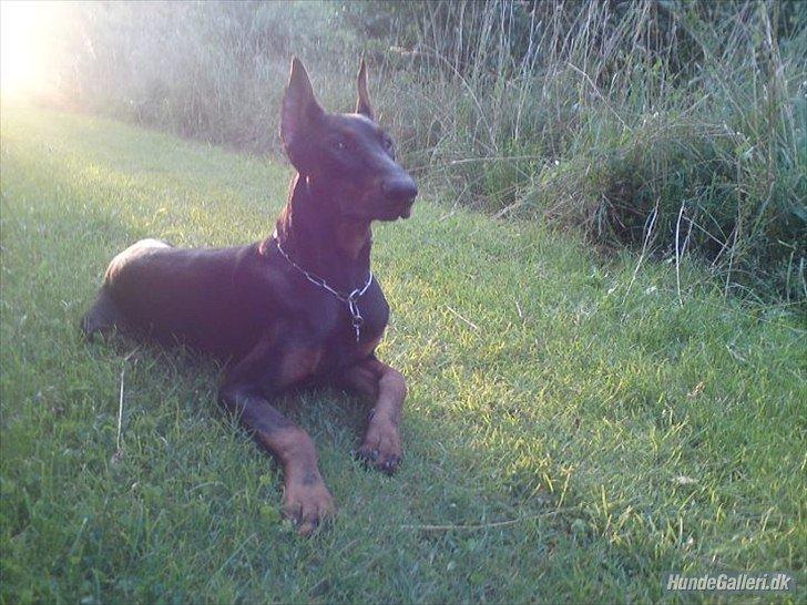 Dobermann Cody Augustinus [Storebrors Tidl. Hund] - Velkommen til Codys profil. billede 1