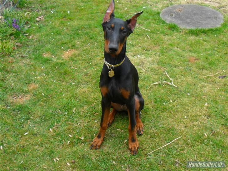 Dobermann Cody Augustinus [Storebrors Tidl. Hund] billede 3
