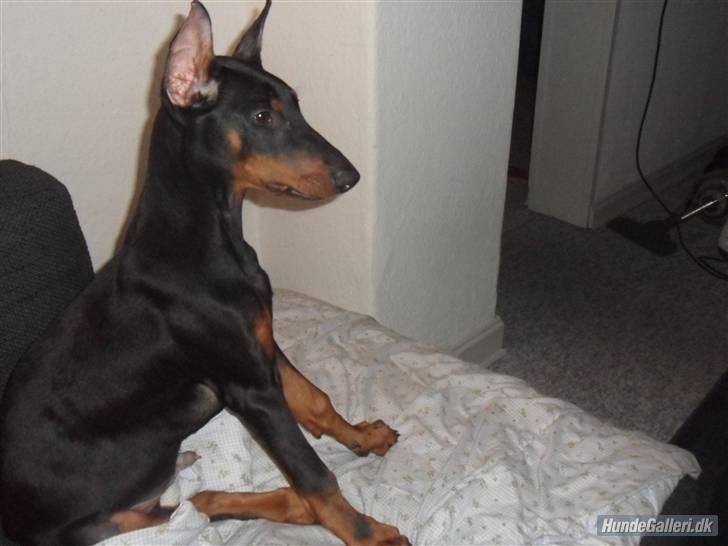Dobermann Cody Augustinus [Storebrors Tidl. Hund] billede 5