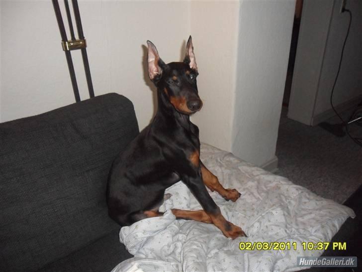 Dobermann Cody Augustinus [Storebrors Tidl. Hund] billede 6