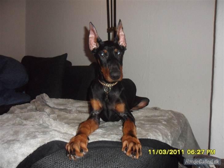 Dobermann Cody Augustinus [Storebrors Tidl. Hund] billede 7