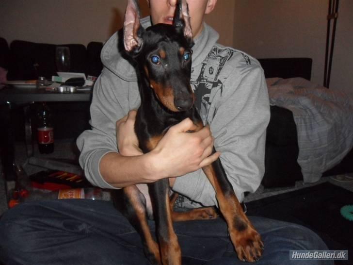 Dobermann Cody Augustinus [Storebrors Tidl. Hund] - Cody hos min storebror. <3 billede 8