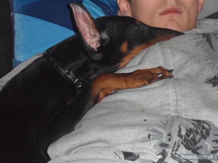 Dobermann Cody Augustinus [Storebrors Tidl. Hund] - Cody hos min storebror. <3 billede 9