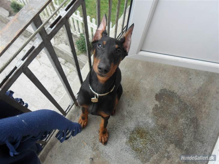 Dobermann Cody Augustinus [Storebrors Tidl. Hund] billede 10