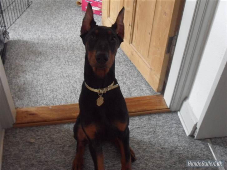 Dobermann Cody Augustinus [Storebrors Tidl. Hund] billede 11