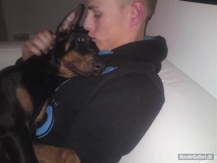 Dobermann Cody Augustinus [Storebrors Tidl. Hund] - Cody hos min storebror. <3 billede 12