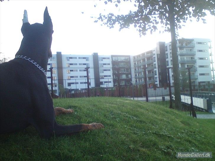 Dobermann Cody Augustinus [Storebrors Tidl. Hund] billede 14