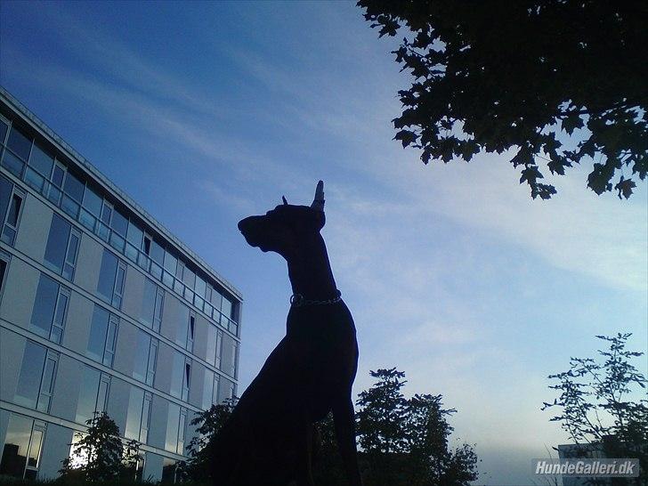 Dobermann Cody Augustinus [Storebrors Tidl. Hund] billede 15