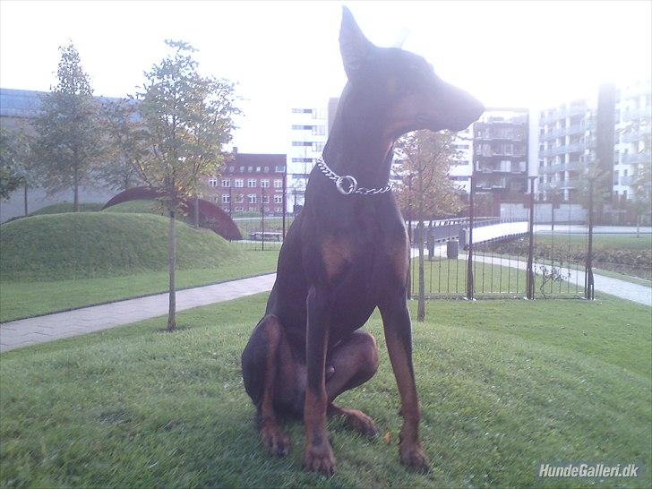 Dobermann Cody Augustinus [Storebrors Tidl. Hund] billede 16
