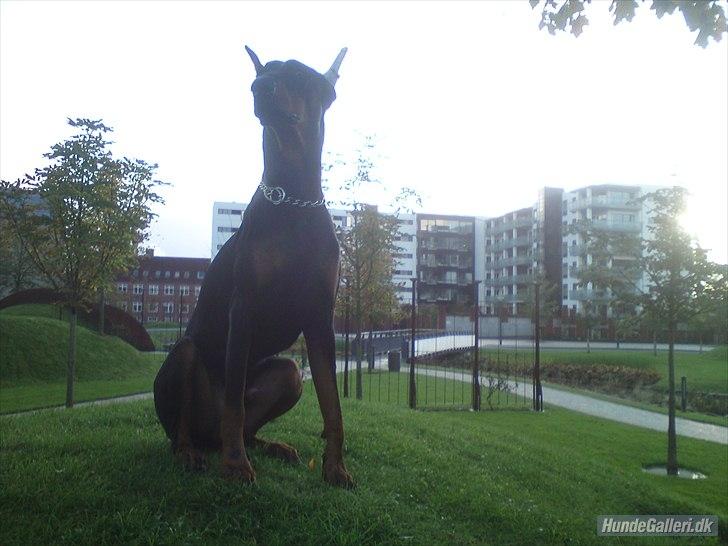 Dobermann Cody Augustinus [Storebrors Tidl. Hund] billede 17