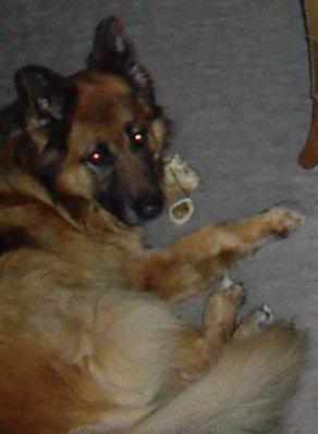 Schæferhund Zico billede 1