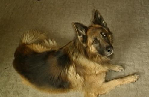 Schæferhund Zico billede 2