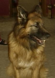 Schæferhund Zico billede 3