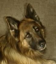 Schæferhund Zico billede 4