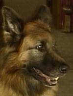 Schæferhund Zico billede 5