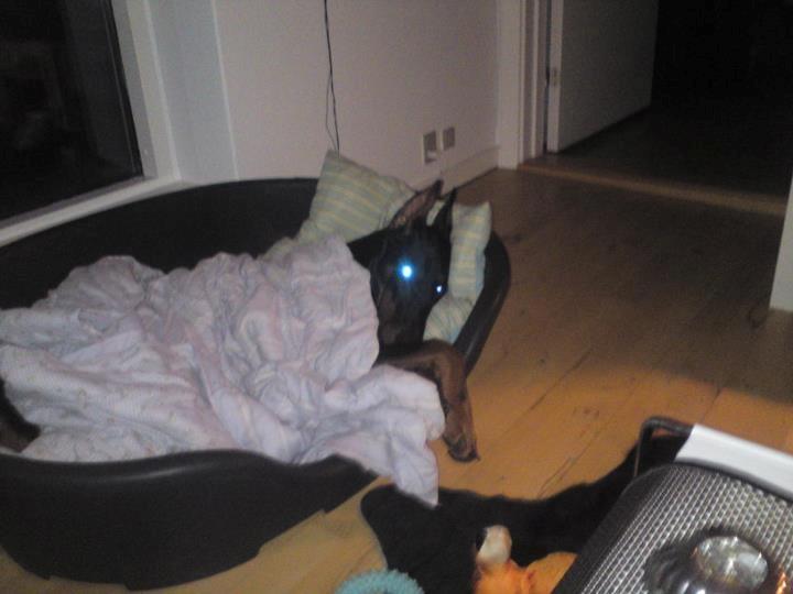 Dobermann Cody Augustinus [Storebrors Tidl. Hund] - Hygge med tæppet i kurven :) billede 13