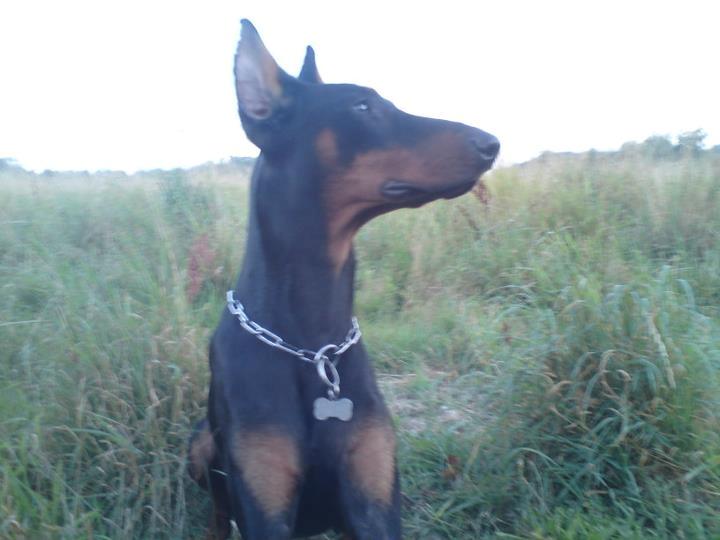 Dobermann Cody Augustinus [Storebrors Tidl. Hund] billede 18