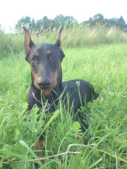 Dobermann Cody Augustinus [Storebrors Tidl. Hund] billede 2