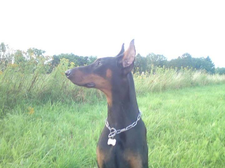 Dobermann Cody Augustinus [Storebrors Tidl. Hund] billede 19