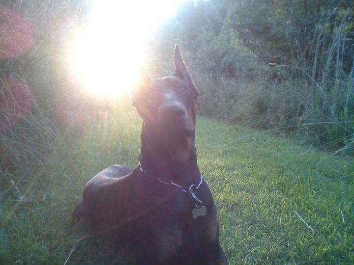 Dobermann Cody Augustinus [Storebrors Tidl. Hund] billede 4