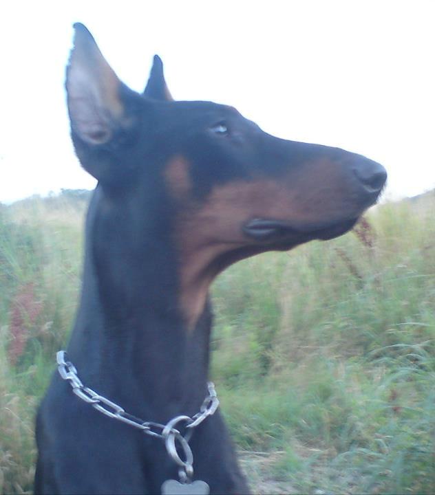 Dobermann Cody Augustinus [Storebrors Tidl. Hund] billede 20