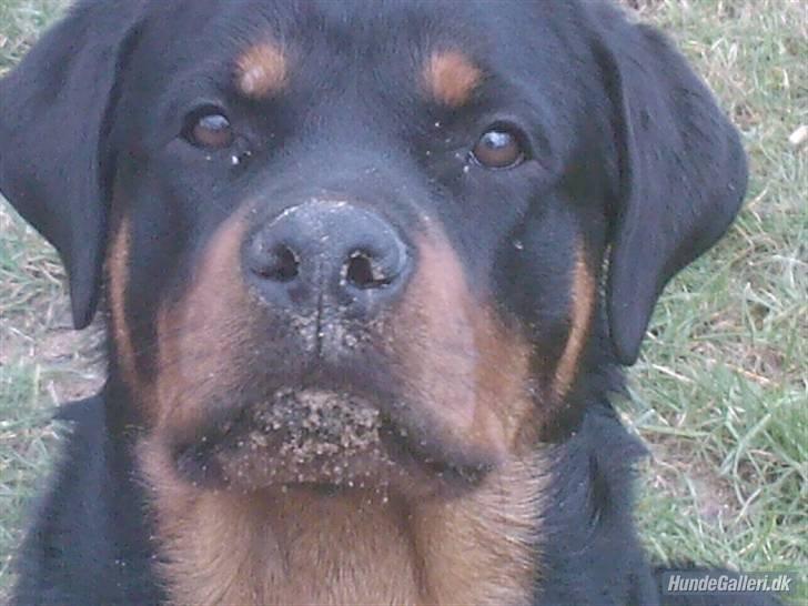 Rottweiler Chica - Velkommen til Chicas profil.  billede 1