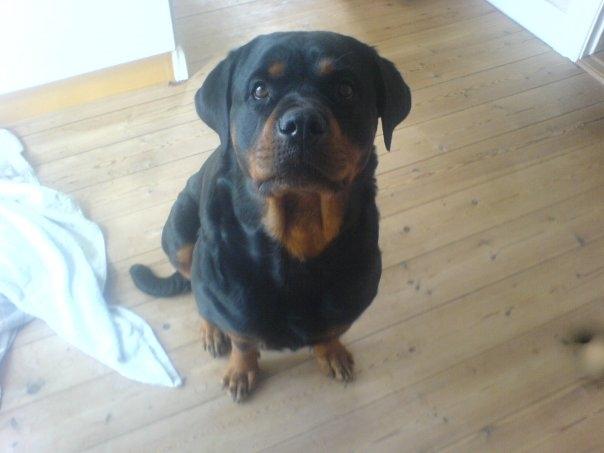 Rottweiler Chica - På mit værelse. :) billede 2