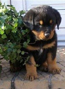 Rottweiler Chica - Som lille hvalp. :) billede 18