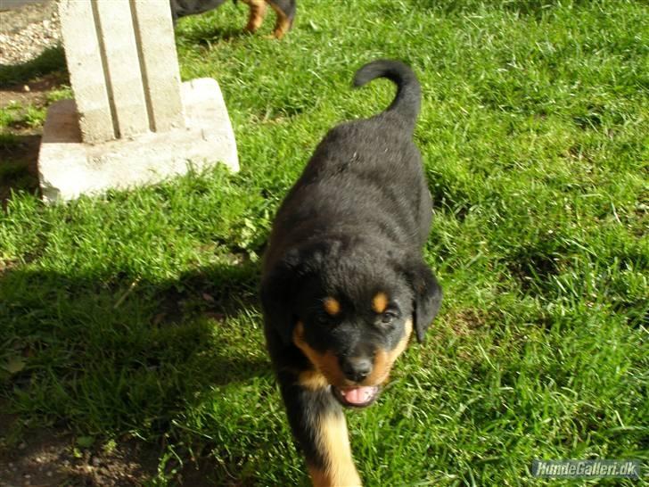 Rottweiler Chica - Som lille hvalp. :) billede 17