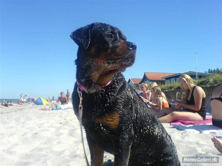 Rottweiler Chica - På stranden. billede 5