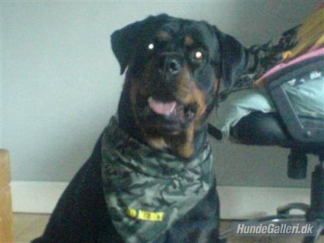 Rottweiler Chica - Med bandana. :) billede 16