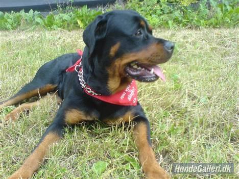 Rottweiler Chica - På græsset. billede 7